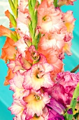 Gladiola flowers, assorted colors