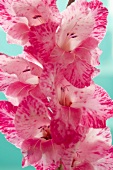 Pinkfarbene Gladiolenblüten (Nahaufnahme)