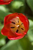 Looking into the center of a red tulip flower (detail)