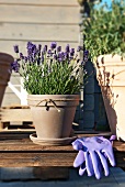Lavender in a plant pot and gardening gloves