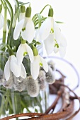 Snowdrops in a vase