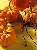Orange pumpkins and a spider