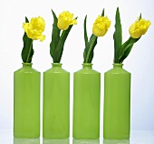 Yellow tulips in green vases