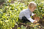 Small boy picking potatoes