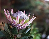 Protea (exotic flower)