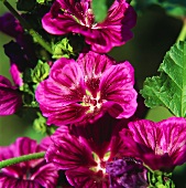 Violette Malvenblüten (Nahaufnahme)