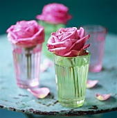 Pink roses in glasses