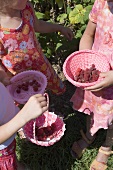 Three girls picking raspberries
