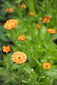 Marigolds in the field