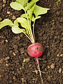 A radish on soil
