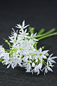 Ramsons (wild garlic) flowers