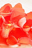 Red rose petals with drops of water (close-up)