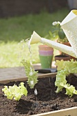 Watering young lettuce plants