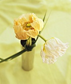 White and salmon-pink poppies in a vase