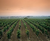 Vineyard near St. Émilion, Bordeaux, France