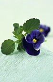 Pansy with leaves