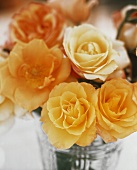 Full-blown yellow roses