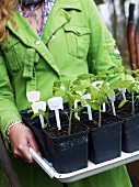 Frau hält Tablett mit jungen Gemüsepflanzen