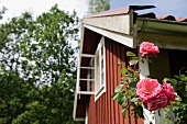 Roses in front of a wooden house in Scandinavia