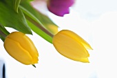 Gelbe und violette Tulpen (Nahaufnahme)