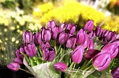 Pretty Purple Tulips in a Fresh Cut Flower Display