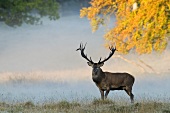 A stag in a clearing