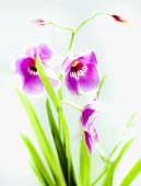 Violette Orchideen