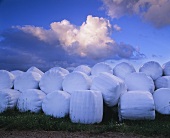 Bales of hay wrapped in plastic on a field after harvest