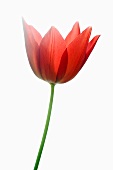 A red tulip with stem