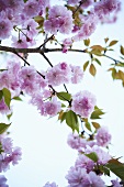 Kwanzan Flowering Cherry Tree
