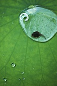 Kleine Kaulquappe in einem Wassertropfen auf Lotusblatt
