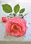 Rosa Rosen auf gestrichenem Holzuntergrund
