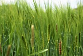 A barley field (close-up)