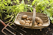 A basket of freshly harvested potatoes