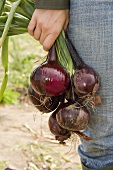 Woman holding fresh red onions