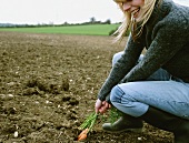 A woman pulling carrots out the soil