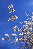 A tree with white blossom
