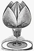 Napkin tulip (Illustration)