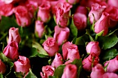Pink roses (full-frame)
