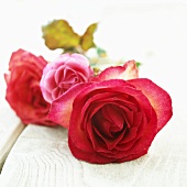 Rote und pinkfarbene Rosen