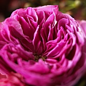 Pinkfarbene Rose (Close Up)