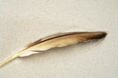 Feather in sand