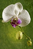 weiße Orchideenblüte (Phalaenopsis) vor grünem Hintergrund