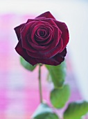 Eine dunkelrote Rose