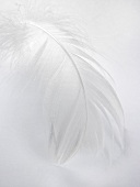 A white feather
