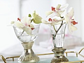 Orchid flowers in antique glasses