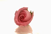 Pink rose