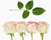 Roses in a row