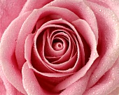 Rosa Rose (Close Up)