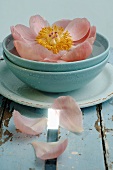 Peony in blue bowl of water